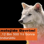 Nesli Tükenen Ulukurtlar 12 Bin Yıl Sonra Hayata Döndürüldü